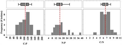 High Variability in Cellular Stoichiometry of Carbon, Nitrogen, and Phosphorus Within Classes of Marine Eukaryotic Phytoplankton Under Sufficient Nutrient Conditions